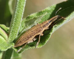 Lixus iridis
