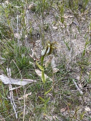 Pterostylis recurva