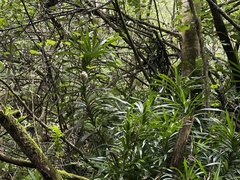 Freycinetia demissa