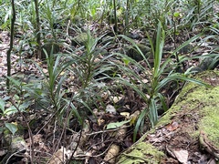 Freycinetia demissa
