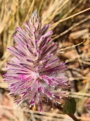 Ptilotus