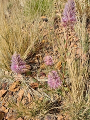 Ptilotus
