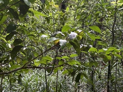 Syzygium malaccense