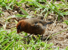 Granatina ianthinogaster
