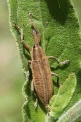 Lixus iridis