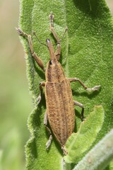 Lixus iridis