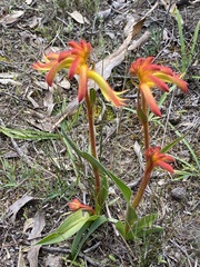 Anigozanthos humilis