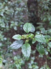 Prostanthera melissifolia