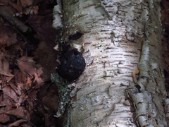 Daldinia concentrica