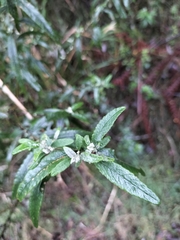 Olearia phlogopappa