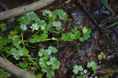 Ranunculus omiophyllus