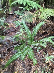 Blechnum nudum