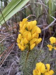 Cyclopia genistoides