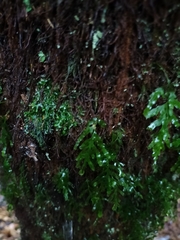 Hymenophyllaceae