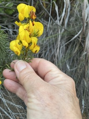 Cyclopia genistoides