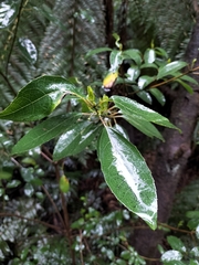 Hedycarya angustifolia