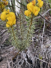 Cyclopia genistoides