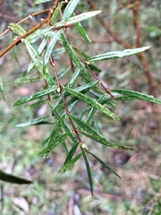 Pimelea axiflora