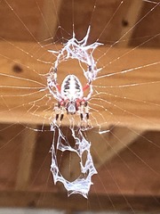 Neoscona domiciliorum