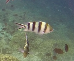 Abudefduf sexfasciatus