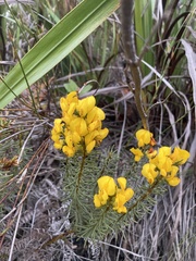 Cyclopia genistoides