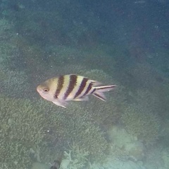 Abudefduf sexfasciatus