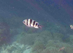 Abudefduf sexfasciatus