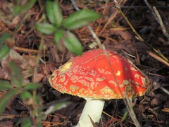 Amanita