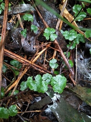 Hydrocotyle hirta