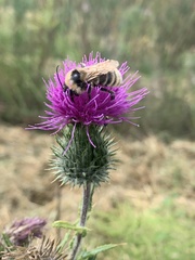 Bombus fervidus