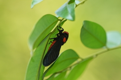 Huechys sanguinea