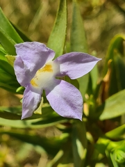 Eremophila