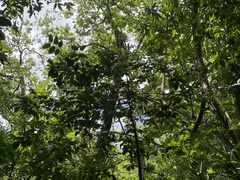 Cyclophyllum barbatum