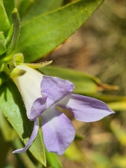Eremophila