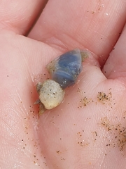 Dosima fascicularis