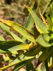 Eremophila