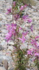 Chamaenerion dodonaei