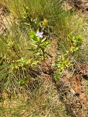 Eremophila