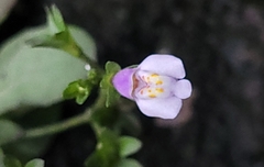 Mazus pumilus