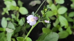 Mazus pumilus