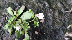Mazus pumilus