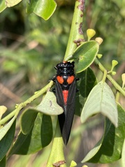 Huechys sanguinea
