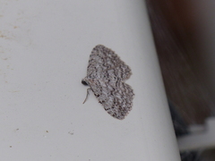 Psilosticha absorpta