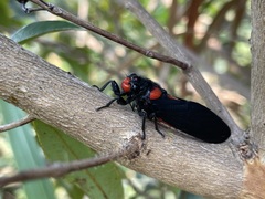 Huechys sanguinea