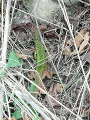 Lacerta viridis