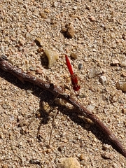 Diplacodes haematodes