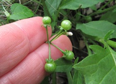 Solanum americanum