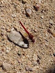 Diplacodes haematodes