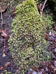 Leucobryum javense