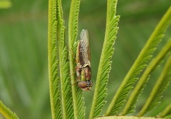 Odontomyia decipiens